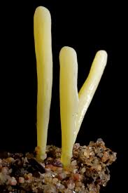 Attēlu rezultāti vaicājumam “Clavaria sphagnicola”