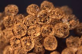 Attēlu rezultāti vaicājumam “Cribraria argillacea macro”