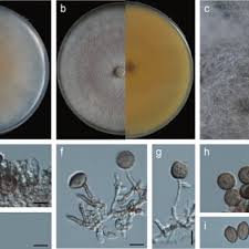 Attēlu rezultāti vaicājumam “Antrodiella faginea”