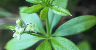 Attēlu rezultāti vaicājumam “Rubiaceae”