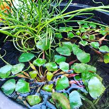 Attēlu rezultāti vaicājumam “Trapa natans leaf”