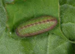 Attēlu rezultāti vaicājumam “Lycaena phlaeas”