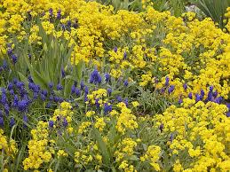Image result for Alyssum saxatile
