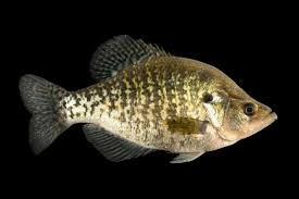 Image result for Pomoxis annularis