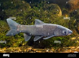 Image result for Mylopharyngodon piceus