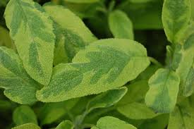 Attēlu rezultāti vaicājumam “Salvia officinalis leaf”