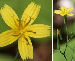 Attēlu rezultāti vaicājumam “Mycelis muralis”