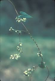 Attēlu rezultāti vaicājumam “Fallopia convolvulus fruit”