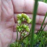 Attēlu rezultāti vaicājumam “Scheuchzeria palustris fruit”