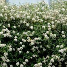 Attēlu rezultāti vaicājumam “Viburnum lantana  flower”