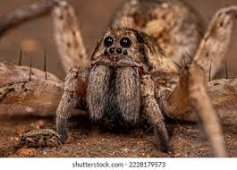 Attēlu rezultāti vaicājumam “Lycosidae”