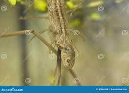 Attēlu rezultāti vaicājumam “Dytiscus sp. larva”