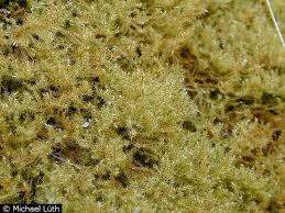 Attēlu rezultāti vaicājumam “Campylium protensum”