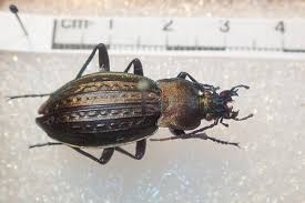 Attēlu rezultāti vaicājumam “Carabus cancellatus”