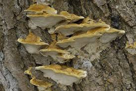 Attēlu rezultāti vaicājumam “Inonotus radiatus”