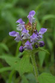 Attēlu rezultāti vaicājumam “Prunella vulgaris flower”