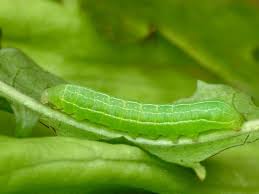 Attēlu rezultāti vaicājumam “Amphipyra livida”