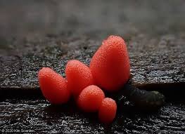 Attēlu rezultāti vaicājumam “Lycogala confusum spores”