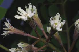 Attēlu rezultāti vaicājumam “Gymnocladus dioicus”