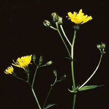 Attēlu rezultāti vaicājumam “Crepis paludosa flower”