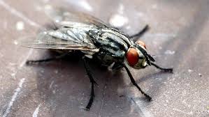 Attēlu rezultāti vaicājumam “Brachycera”