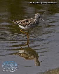 Image result for Tringa melanoleuca