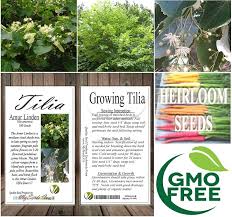 Attēlu rezultāti vaicājumam “Tilia amurensis”