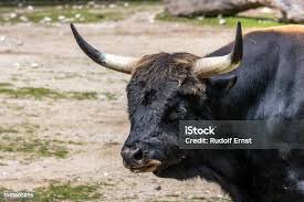 Attēlu rezultāti vaicājumam “Bos primigenius taurus”