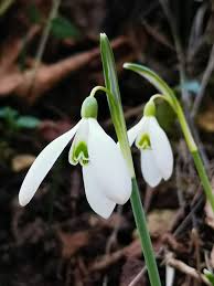 Attēlu rezultāti vaicājumam “Galanthus nivalis flower”