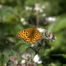 Attēlu rezultāti vaicājumam “Argynnis laodice underside”