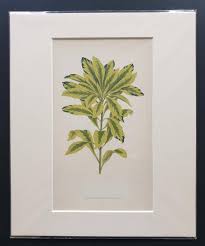 Attēlu rezultāti vaicājumam “Daphne mezereum leaf”