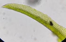 Attēlu rezultāti vaicājumam “Gymnostomum calcareum macro”