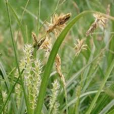 Attēlu rezultāti vaicājumam “Carex caryophyllea fruit”