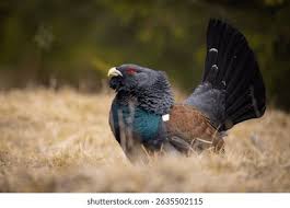 Attēlu rezultāti vaicājumam “Tetrao urogallus male”