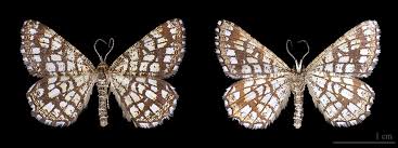 Attēlu rezultāti vaicājumam “Chiasmia clathrata”