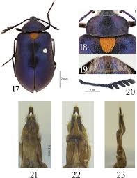 Attēlu rezultāti vaicājumam “Tetratomidae”