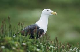 Attēlu rezultāti vaicājumam “Larus marinus adult”