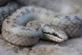 Attēlu rezultāti vaicājumam “Coronella austriaca”