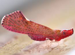 Attēlu rezultāti vaicājumam “Rabdophaga degeeri”