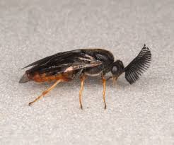 Attēlu rezultāti vaicājumam “Gilpinia”