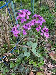 Image result for Lunaria annua