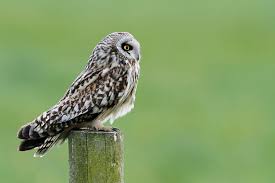 Attēlu rezultāti vaicājumam “Asio flammeus adult”