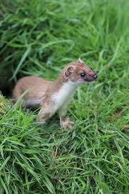 Attēlu rezultāti vaicājumam “Mustela erminea adult”