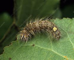 Attēlu rezultāti vaicājumam “Acronicta megacephala larva”