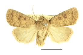 Attēlu rezultāti vaicājumam “Hoplodrina octogenaria”