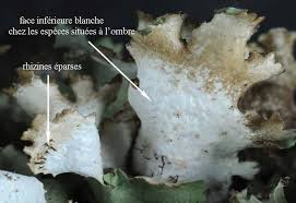 Attēlu rezultāti vaicājumam “Platismatia glauca”