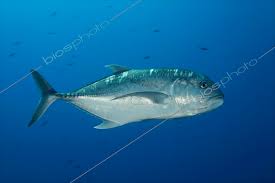 Image result for Caranx ignobilis