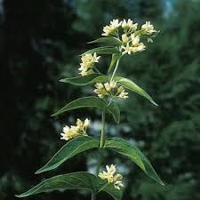 Attēlu rezultāti vaicājumam “Vincetoxicum hirundinaria flower”