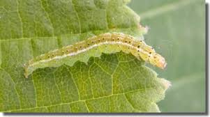 Attēlu rezultāti vaicājumam “Ypsolopha parenthesella”