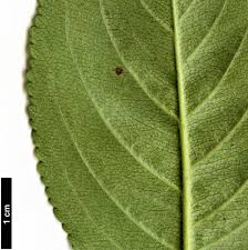 Attēlu rezultāti vaicājumam “Aronia melanocarpa leaf”